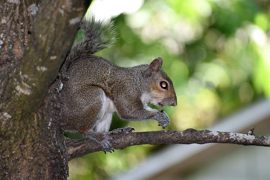 mókus, rágcsáló, külváros, aranyos, édes, vadvilág, teremtmény, észak-amerikai mókus, vad, szőrös, természet