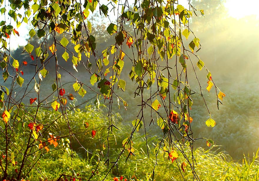 natur, eng, efterår, Mark, blad, gul, træ, sæson, plante, Skov, grøn farve