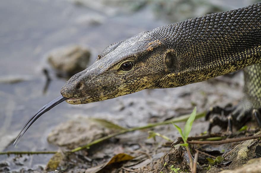 Monitor Lizard, Animal, Wildlife, Reptile, Lizard, Scaly, Carnivore, Scavenger, Tongue, Nature, Zoology