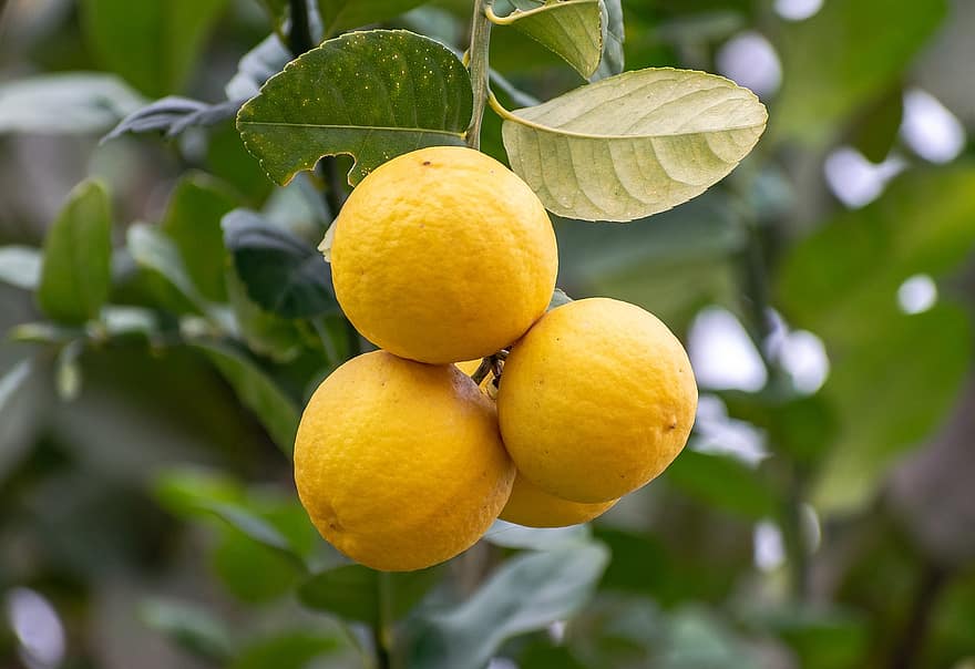 citrom, érett, savanyú, citrom- és narancsfélék, mész, Egészség, gyümölcs, frissesség, citrusfélék, levél növényen, sárga