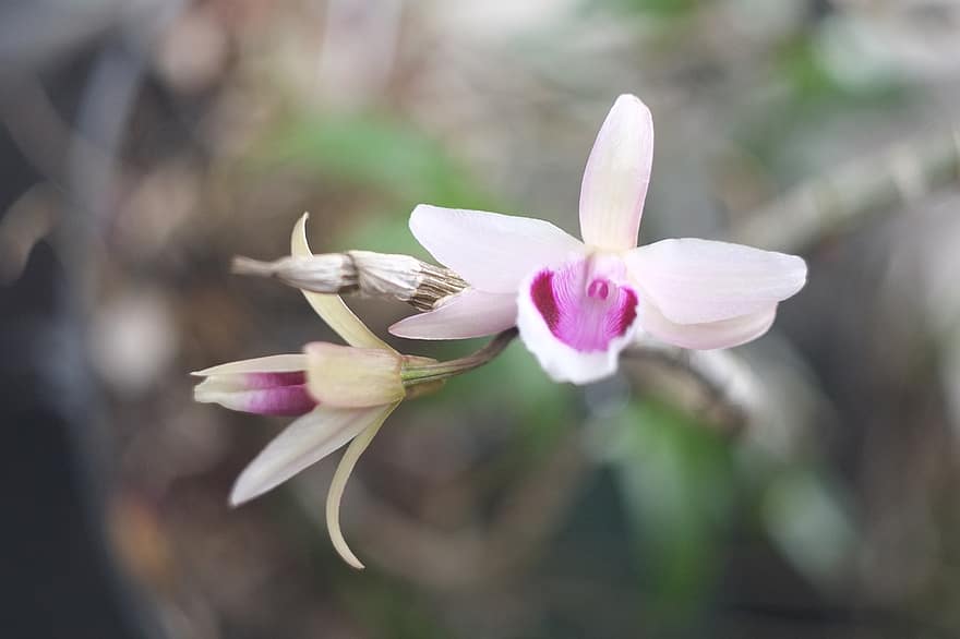 orchidee, fiore, pianta, Dendrobium Anosmum, petali, fioritura, flora, estate, natura, avvicinamento, petalo