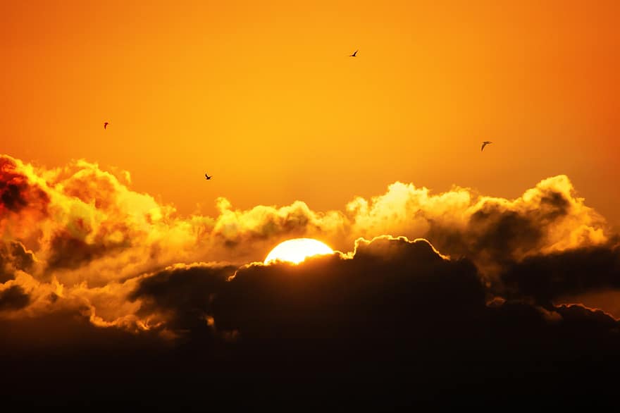 svítání, západ slunce, mraky, ptáků, slunce, nebe, scénický, Příroda, krajina, mořských ptáků, oranžový
