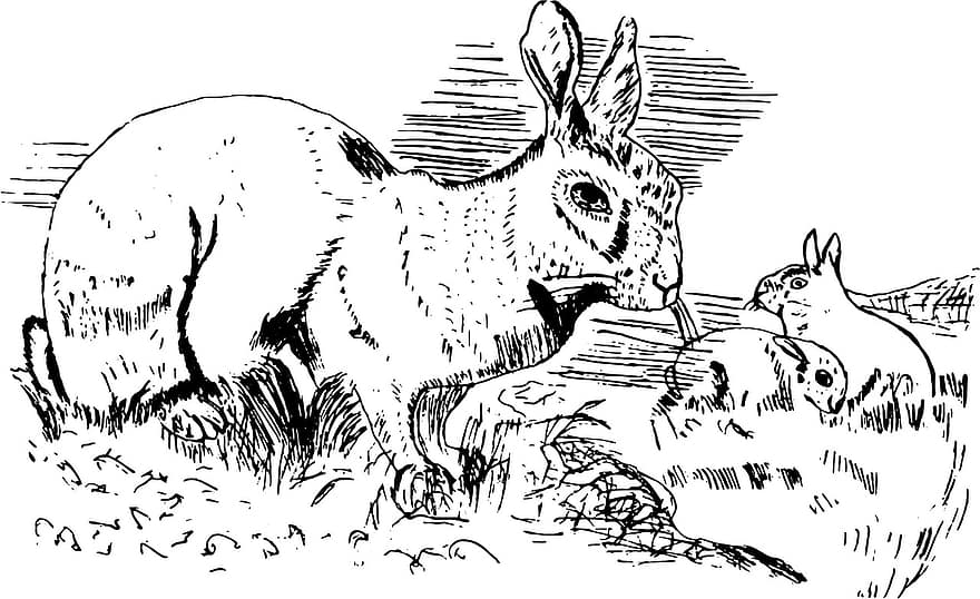 Vintage, Black And White, Sketch, Drawing, Retro, Old, Old Fashioned, Antique, Animals, Mammals, Rabbits