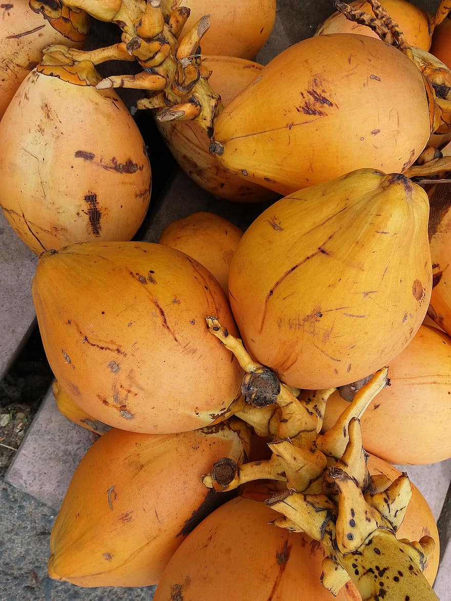 konge kokosnød, cocos nucifera, kokosnødder, tapet, baggrund, natur