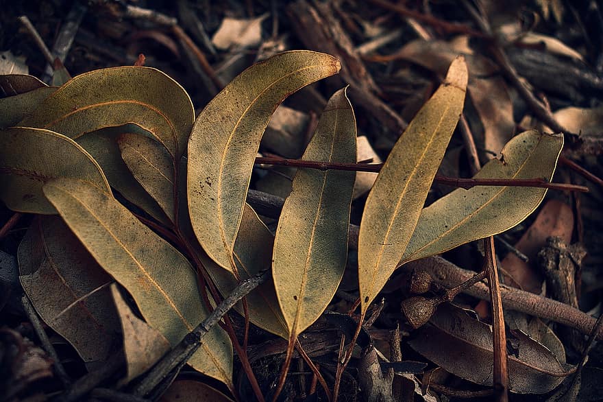 Gum Leaves, Leaves, Fallen Leaves, Foliage, Dried Leaves, Nature, Botany, Forest, Woods, Flora