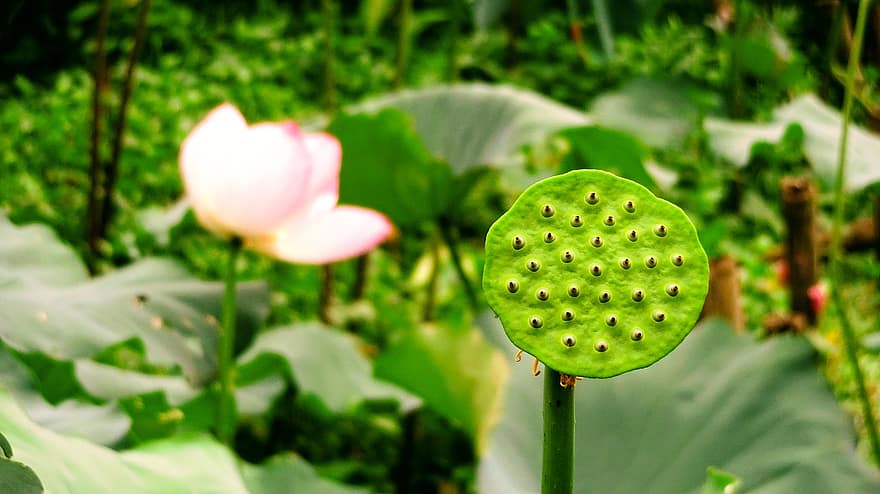 lotus frö pod, lotus pod, näckros, vattenväxter, blad, växt, blomma, sommar, grön färg, kronblad, blomhuvud