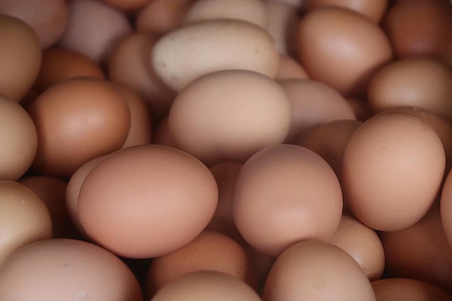 Oeuf, œufs de poule, coquilles d'œufs, Pâques, aliments, nutritif, protéine, la volaille, production