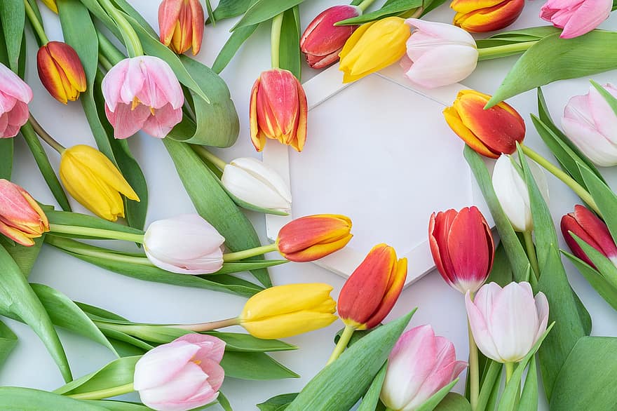 tulipani, fiori, distesa piatta, primavera, fioritura, fiorire, fiori di primavera, fiori colorati