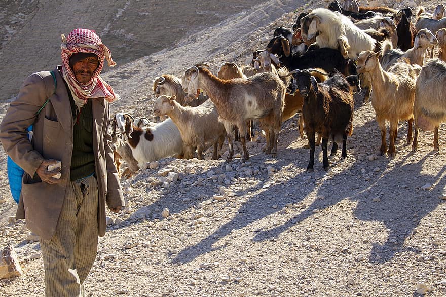 cabras, pastor, manada, hombre, arrear, animales, ganado, Desierto, beduino, agricultura, escena rural