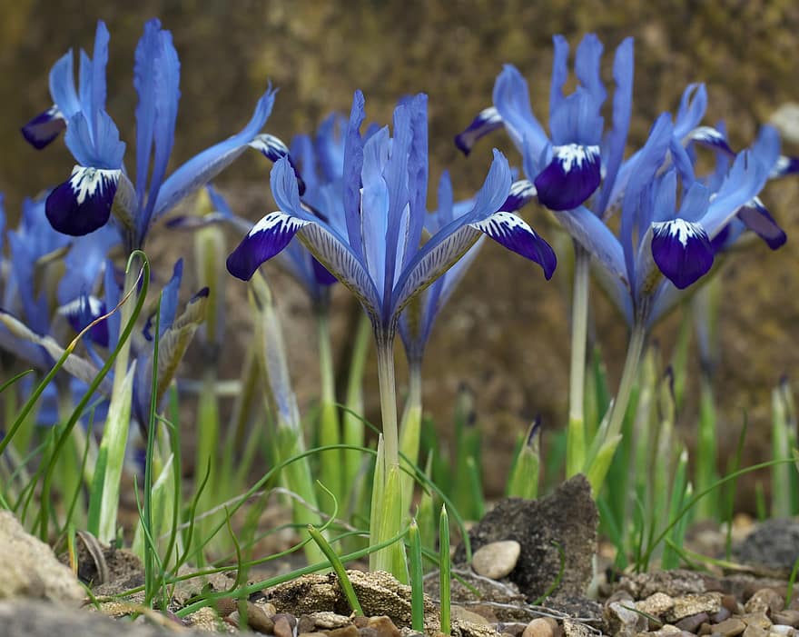 menanam, bunga, musim semi, Iris terjaring, taman, Inggris, berkembang, mekar, merapatkan, ungu, biru
