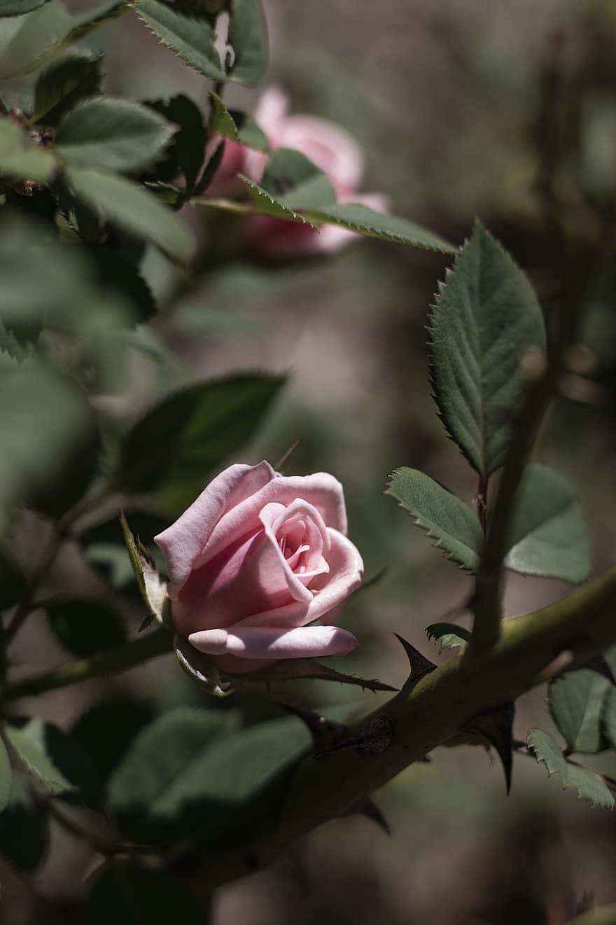 Rosa, Rosa rosada, flor, flor rosa, espinas de rosa, floreciente, cierne, flora, naturaleza, las flores, planta