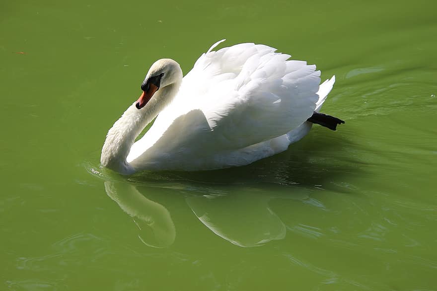 Swan, Bird, Lake, White Swan, Waterfowl, Water Bird, Aquatic Bird, Animal, Fauna, Nature, Pond