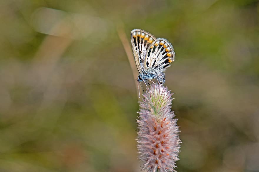 motýl, motýlů, obyčejná modrá, hmyz