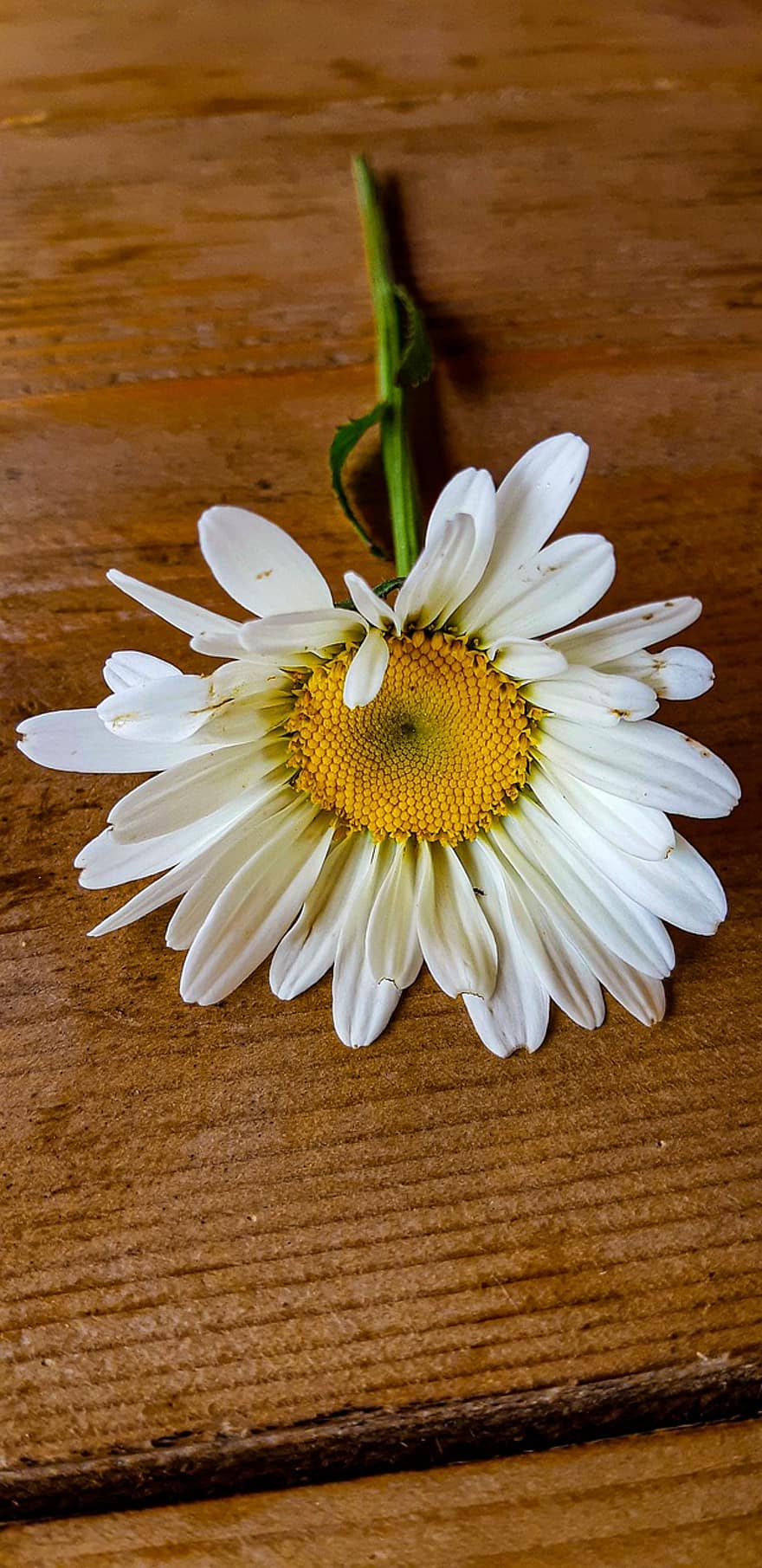 kukka, valkoinen daisy, valkoinen kukka, luonto