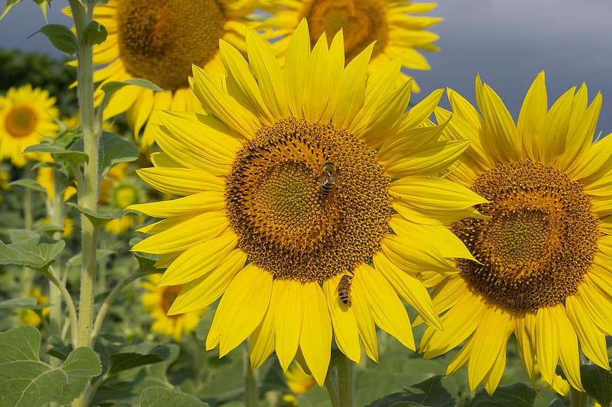 girassóis, campo de girassol, fazenda de girassol, flores amarelas, Flor, flor, natureza