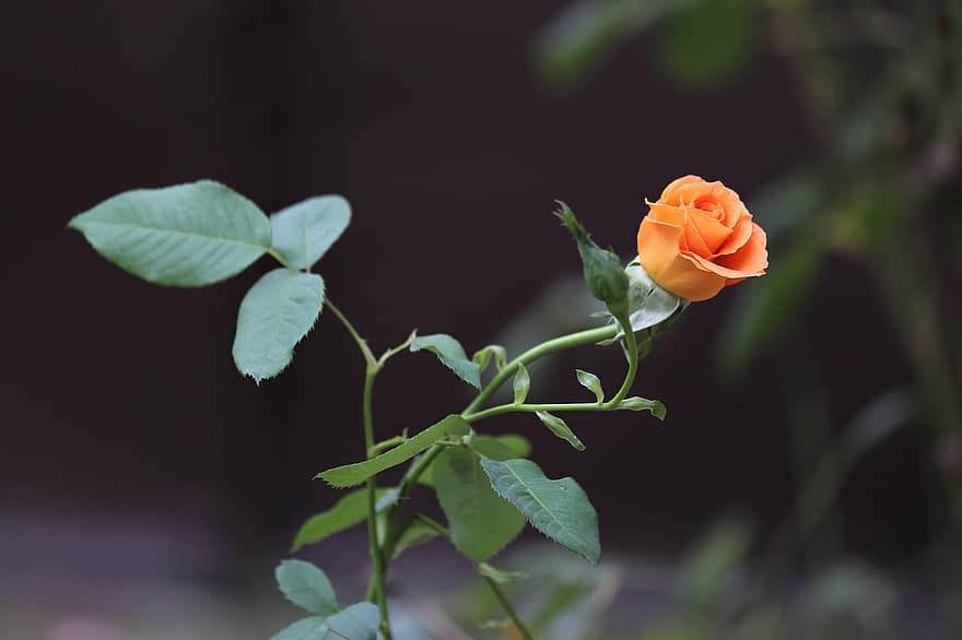 Rose, Goldene Medaille Rose, orange Rose, orangene Blume, Rosenknospe, Pflanze, Garten, Blatt, Nahansicht, Sommer-, Blume