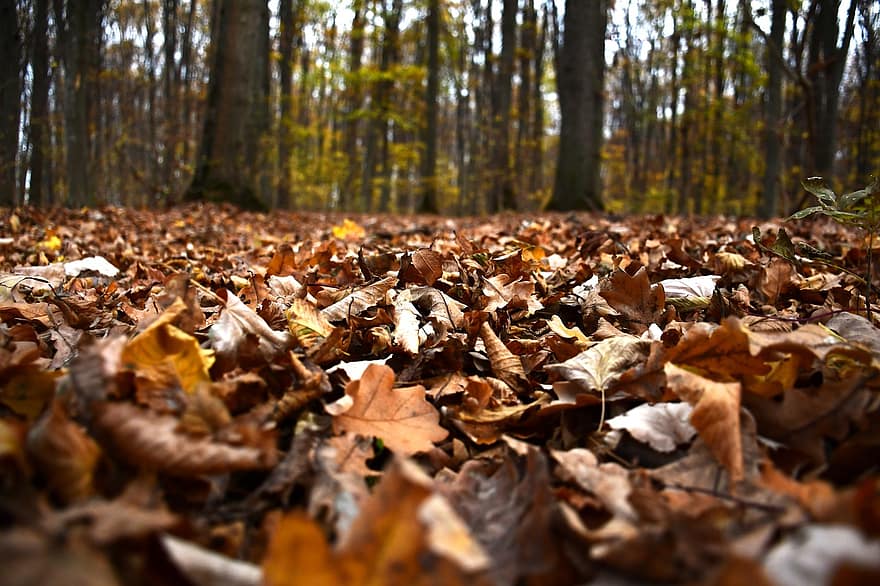 есен, шума, листа, сушени листа, есенни листа, есенна листа, есенния сезон, попадат зеленина