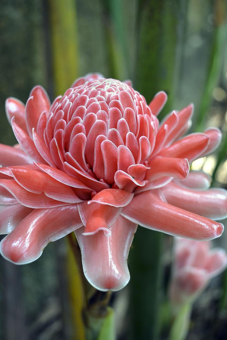 Torch Ginger, Flower, Plant, Red Flower, Petals, Bud, Bloom, Edible, Organic, Nature