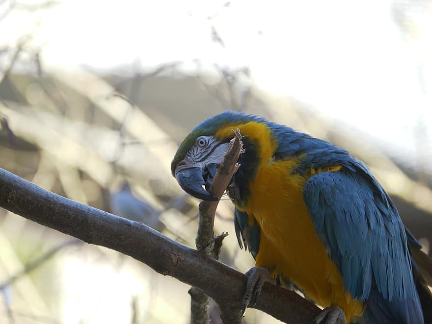 macaw, burung beo, burung, hewan, margasatwa, bulu burung, paruh, cabang, bertengger, alam, merapatkan