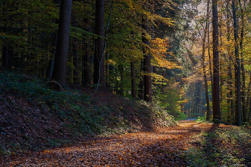 les, podzimní les, podzim, listy, stromy, lesní cesta, barva pádu, světlo, barva