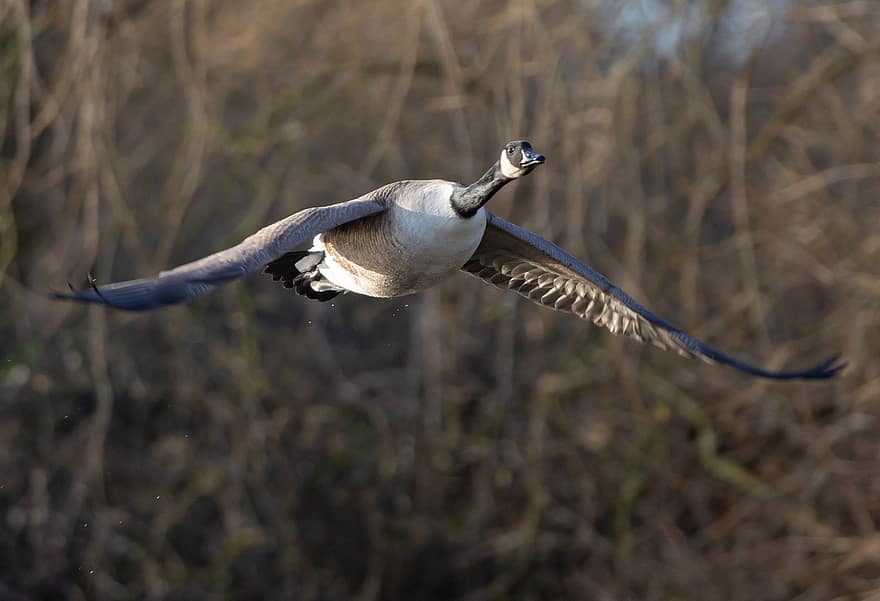 Canada Goose, Flying Goose, Bird, Wings, Flight, Flying, Feathers, Waterfowl, Water Bird, Ave, Avian