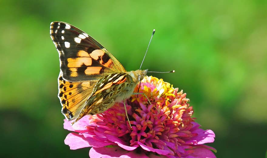 papillon, insecte, zinnia, ailes, animal, belle, fleur, plante, jardin, la nature, macro