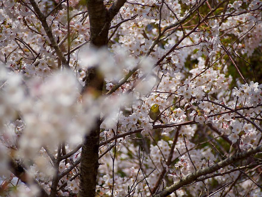 桜、フラワーズ、鳥、野鳥、春、咲く、花、ブランチ、木、シーズン、工場