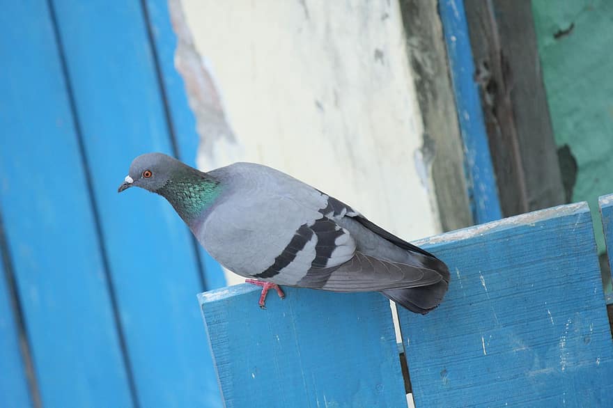 Pigeon, Rock Dove, Rock Pigeon, Common Pigeon, Bird, Avian, Animal, Nature, beak, feather, animals in the wild