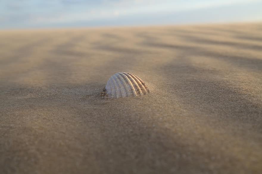 hav, shell, sand, natur, sommer, ferie, marine