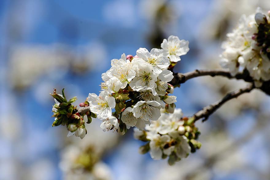 Tree Blossoms, Apple Blossoms, White Flowers, Bloom, Blossom, White Petals, Flora, Nature, Apple Tree, Spring, Apple Tree Flowers