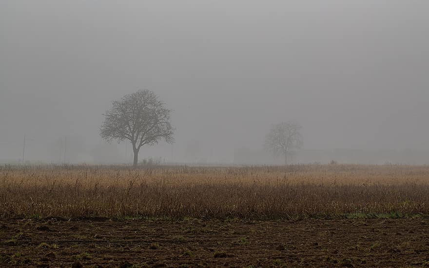 veld-, weide, mist, mistig, landschap, landelijk, platteland