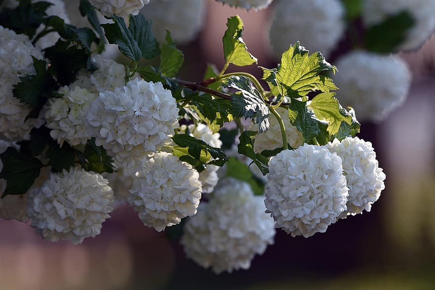 viburnum, bloemen, struik, Sneeuwbal Bush, witte bloemen, bloeien, bloesem, fabriek, bloeiend, tuin-, flora