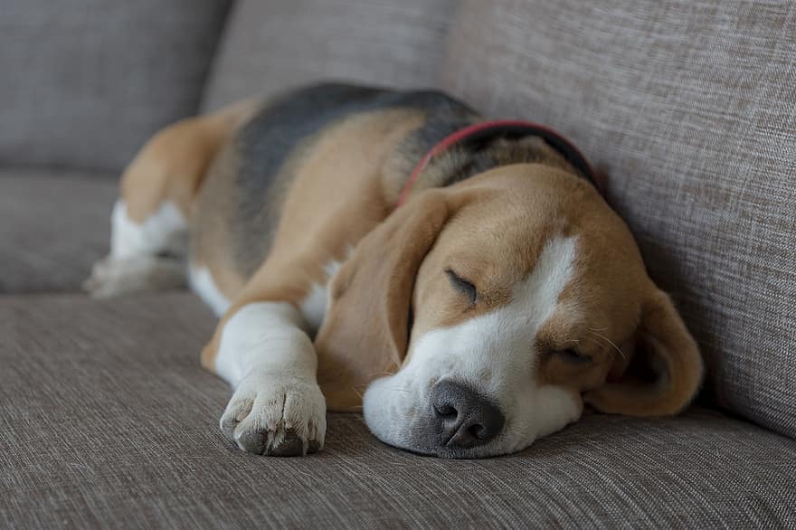 beagle, cão, cachorro, animal, mamífero, engraçado, pedigree, amiga, sofá, dormindo, Sonhe