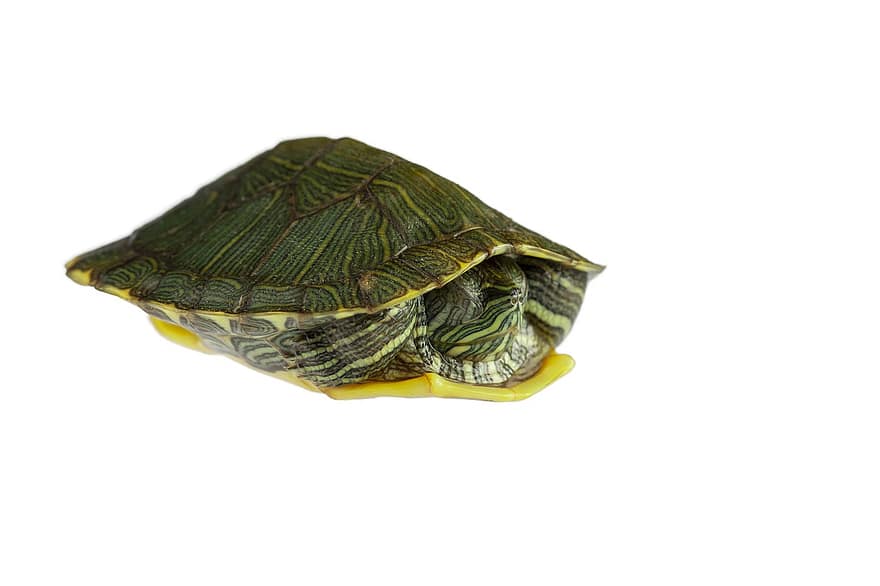 Reptile, Turtle, Pet, Animal, Shell, tortoise, isolated, slow, animal shell, close-up, pets