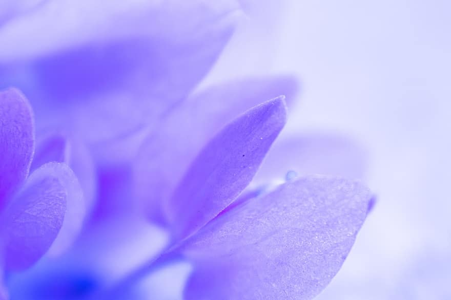 bunga, biru, Latar Belakang, keindahan, alam, warna, indah, menanam, musim semi, lembut, violet