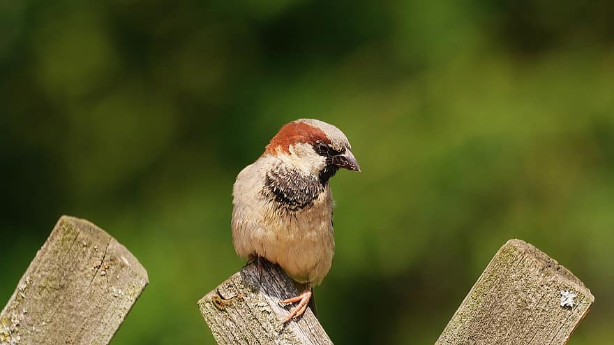 Sparrow, Sperling, Garden Bird, Songbird, Animal, Nature, Feather, Plumage, Garden, Birdie, Cute
