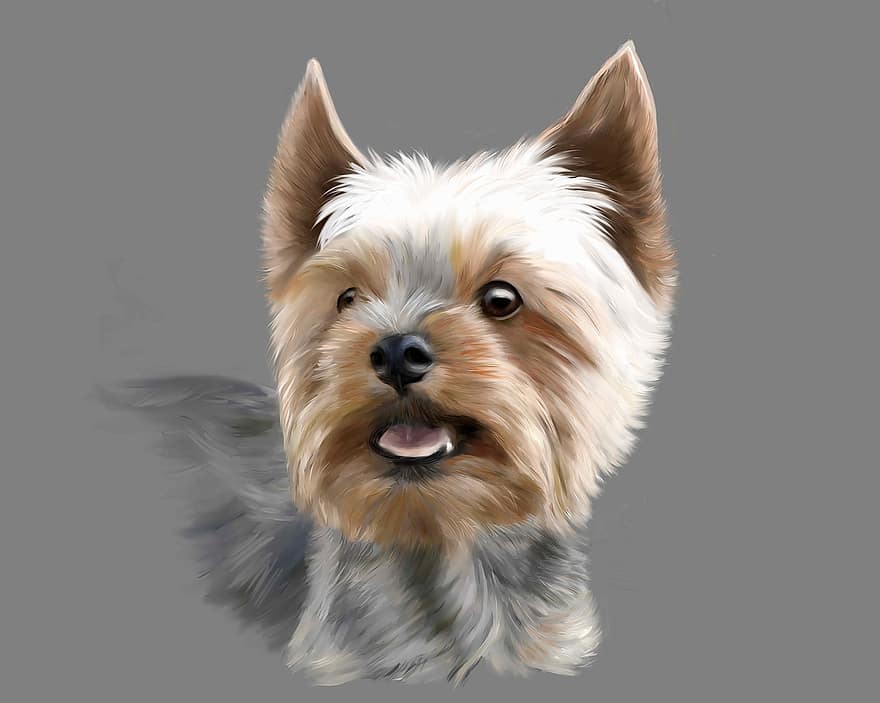 Yorkshire Terrier, Terrier, Dog, Animal, Pet, Small Dog, Royalty, Portrait, Gray Dog