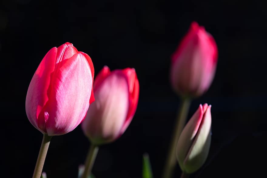las flores, tulipanes, pétalos, flor, flora, floricultura, horticultura, plantas, botánica, primavera