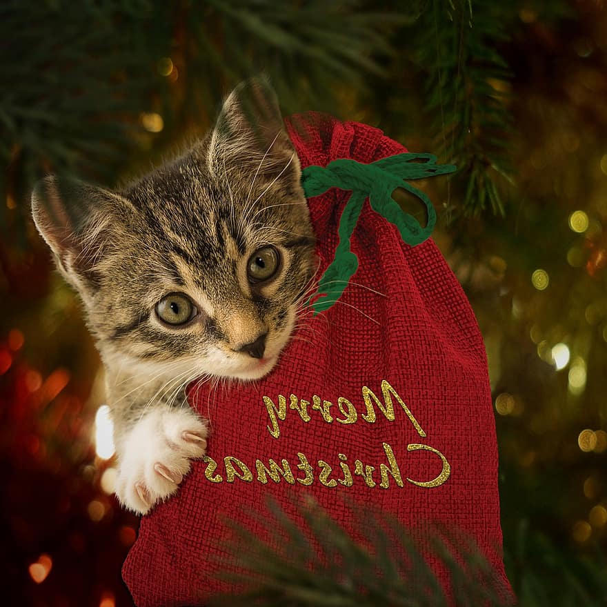 linksmų Kalėdų, katė, kačiukas, gyvūnas, Kalėdos, maišas, šventė, mielas, dovanos, apdaila, medis