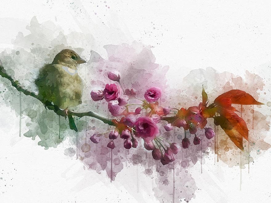 putns, filiāle, sēdēt, zvirbulis, sperling, pūkains, spalvu, dekoratīvie ķirši, ziedēšanas zars, pumpuru, ziedi
