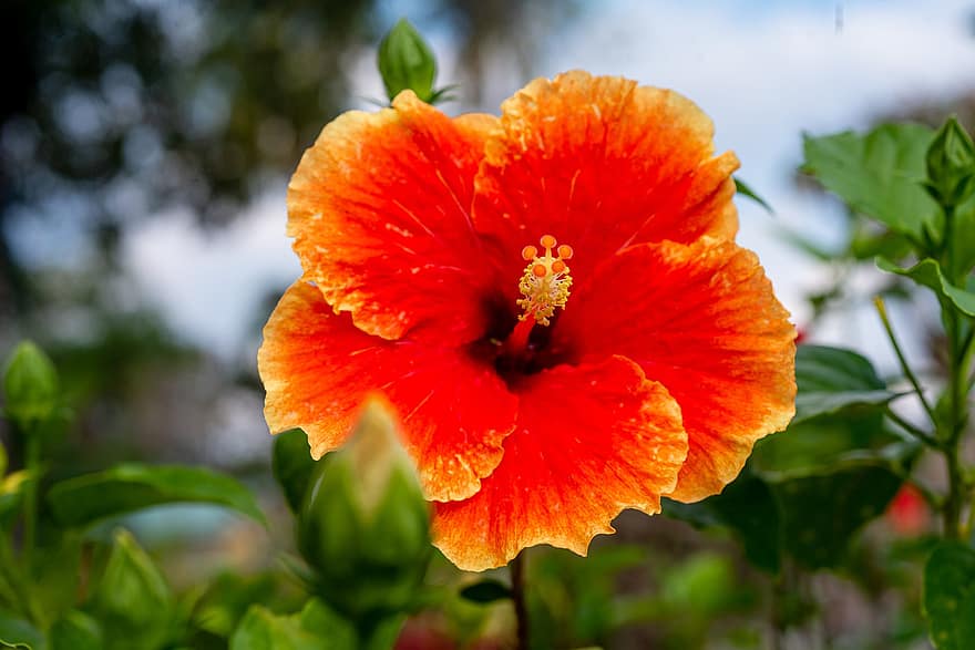 цвете хибискус, цвете, растение, листенца, оранжев цвете, разцвет, цвят, градина, природа, близък план, цветя от хибискус
