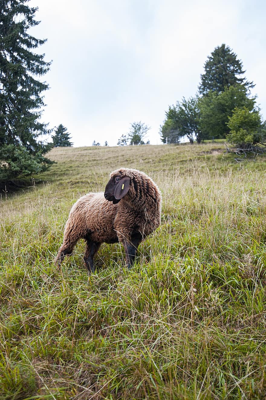 Sheep, Animal, Pasture, Grass, Mammal, Livestock, Grassland, Meadow, Mountain, Alps, Alpine