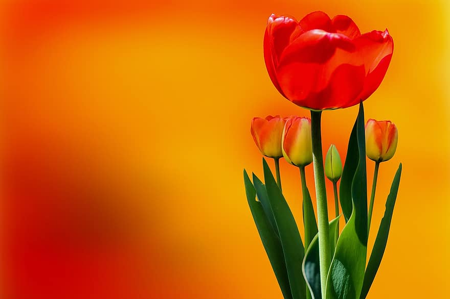 tulip, bunga-bunga, buket, alam, musim semi, mekar, berkembang, salam bunga, kartu ucapan, bunga, bunga tulp