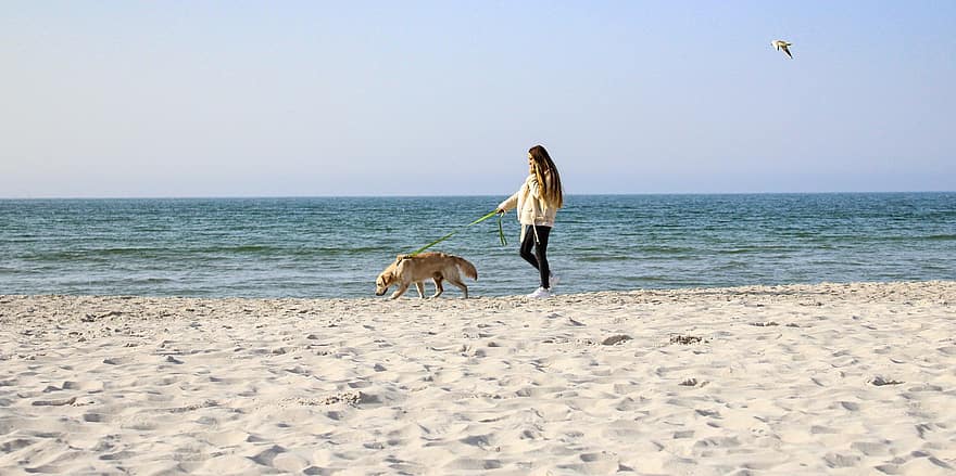 пляж, собака, девушка, море, домашнее животное, животное, домашние питомцы, летом, женщины, каникулы, воды