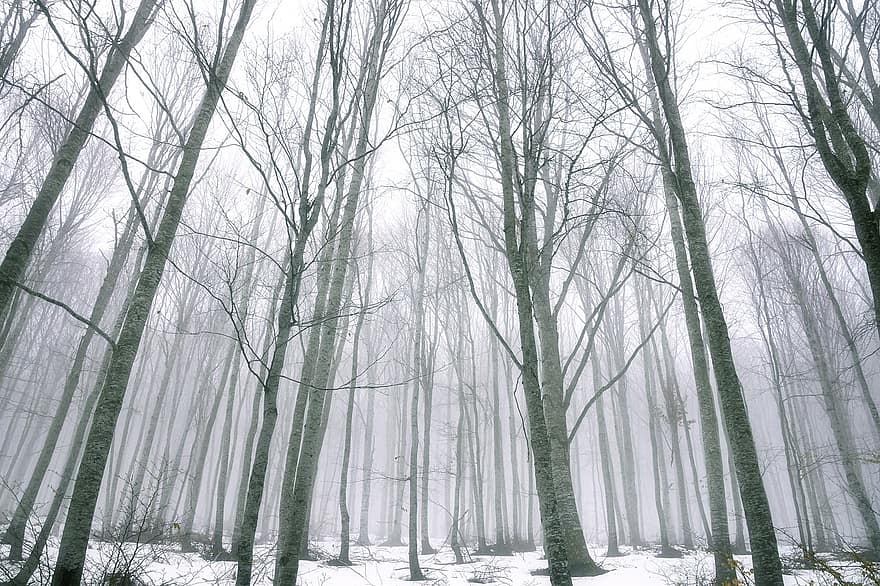 salju, pohon, hutan, musim dingin, telanjang, pohon telanjang, ranting, cabang pohon, hutan musim dingin, hutan salju, dingin