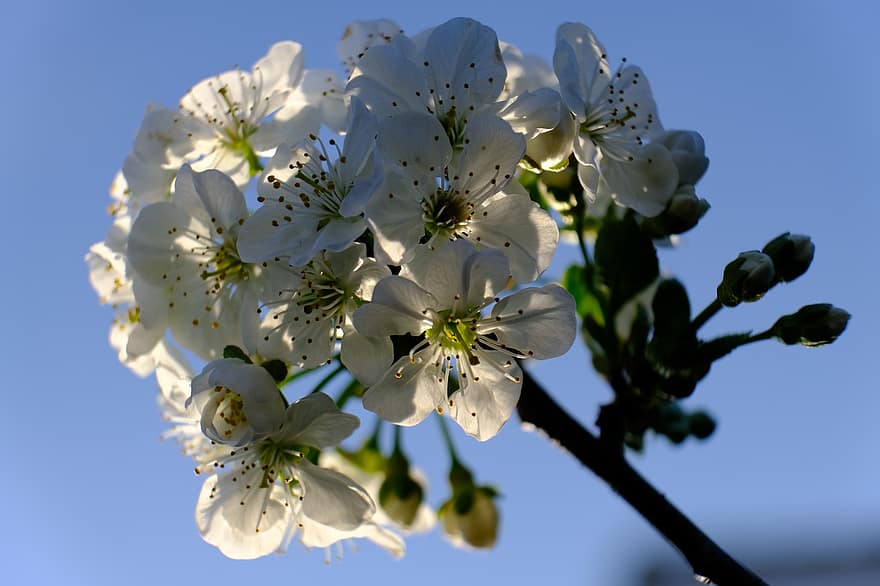 бяло цвете, черешово дърво, Черешови дървета Морело, листенца, пестик, тичинка, дърво, пружина, цвят