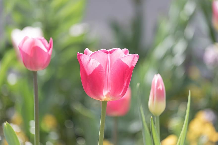 тюльпани, рожевий, квіти, рожеві квіти, рожеві тюльпани, цвітіння, флора, природи, рослини, квітучі рослини, весна
