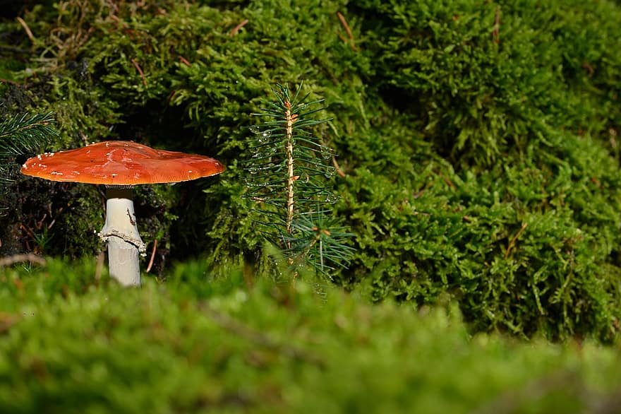 Mushroom, Toadstool, Forest, Moss, Fall, Nature, Autumn, close-up, fungus, green color, season