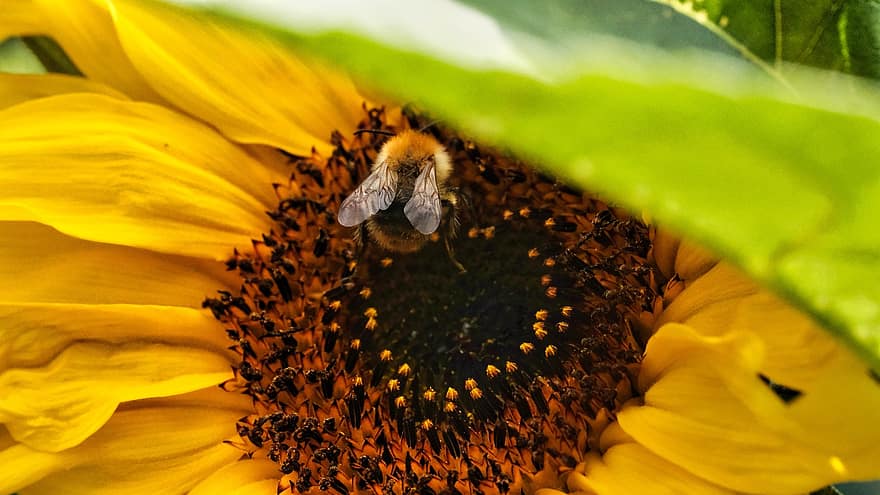 пчела, насекомо, опрашвам, опрашване, цвете, крилато насекомо, крила, природа, ципокрили, ентомология, макро