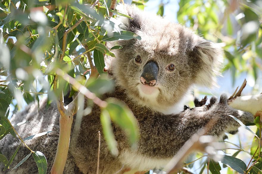koala, Australia, pungdyr, dyr